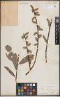 Foto von Salix discolor Muhl.
